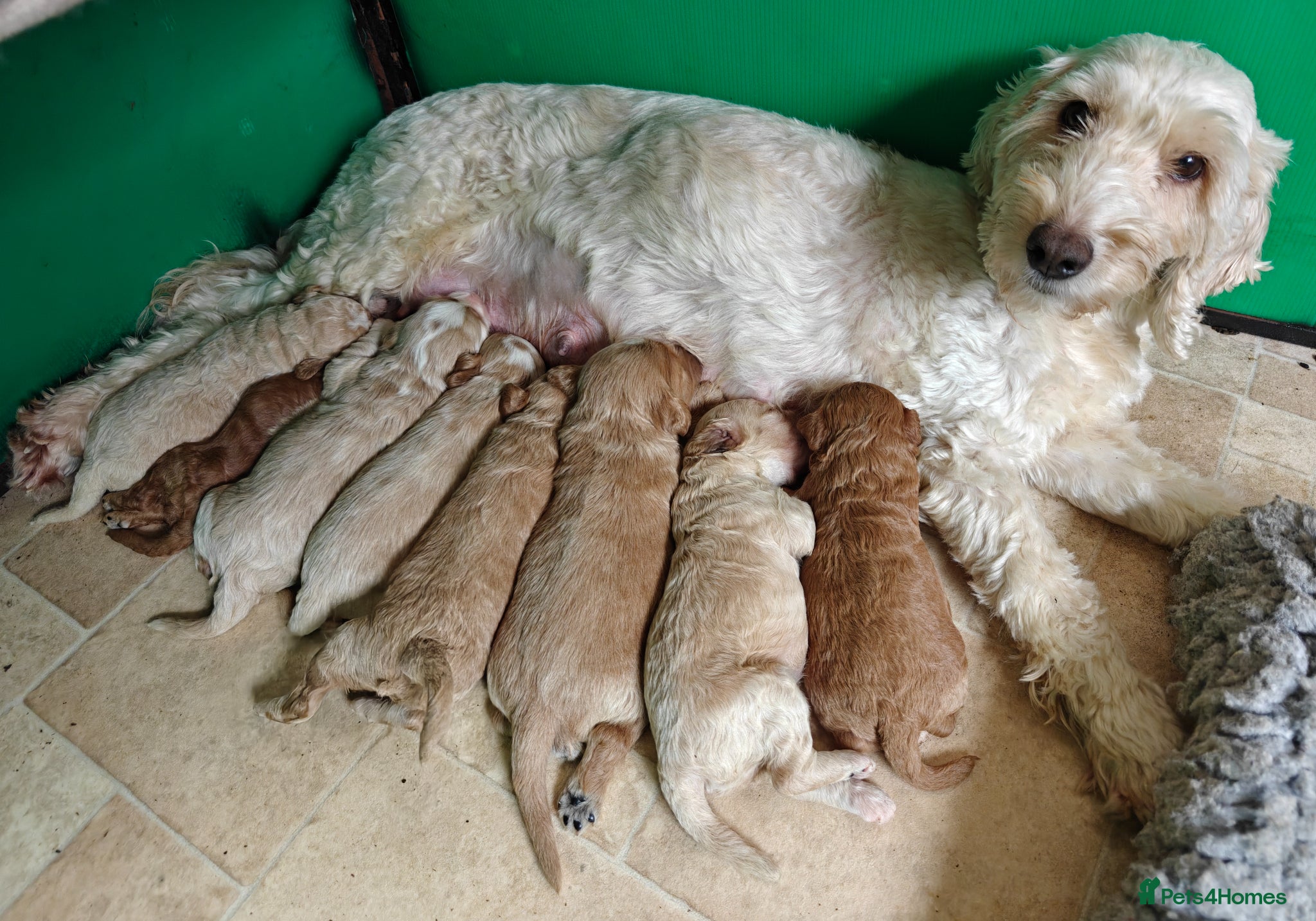 Cockapoo dogs Gorgeous F1B Cockapoo Puppies  - Advert 2