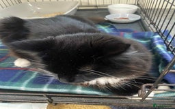 British Longhair cats for sale: Good home wanted - Image 4