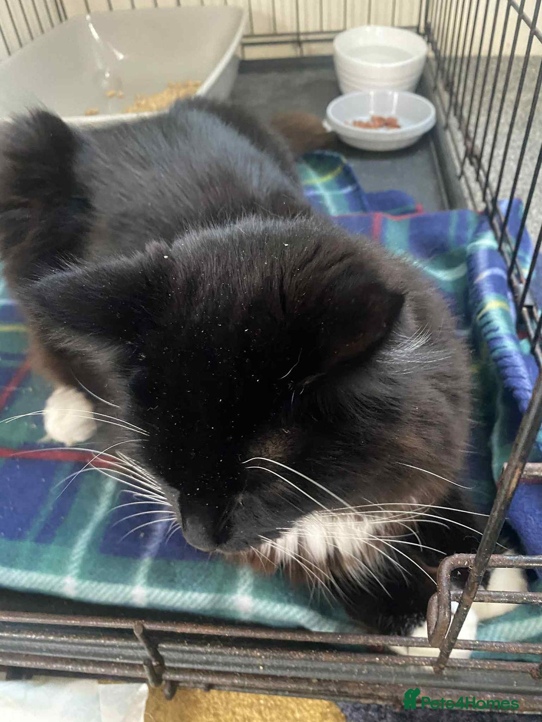 British Longhair cats for sale: Good home wanted - Image 4