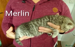 Persian cats for sale: Persian Cross - Ready 12th November  - Image 15