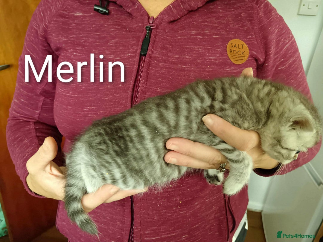 Persian cats for sale: Persian Cross - Ready 12th November  - Image 15