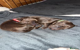 Cockapoo dogs for sale: 🍫🐶 F1b Chocolate Cockapoo Puppies🐶🍫  - Image 13