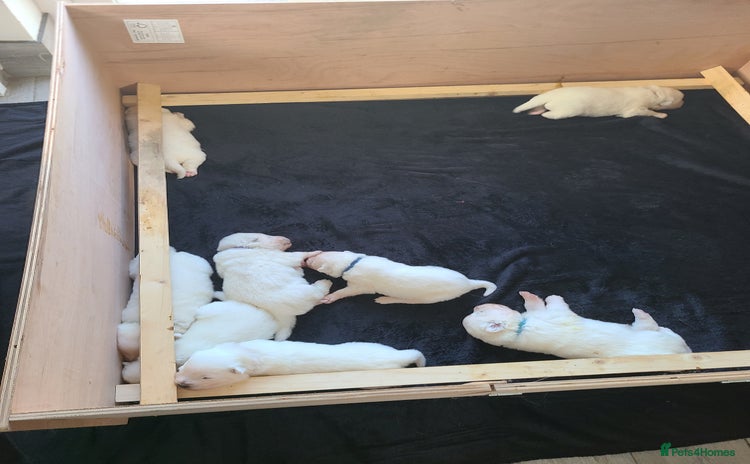 Samoyed dogs - Advert 1