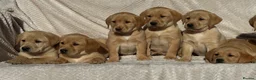 Labrador Retriever dogs for sale: Beautiful litter of KC reg Labrador puppies  - Advert 11