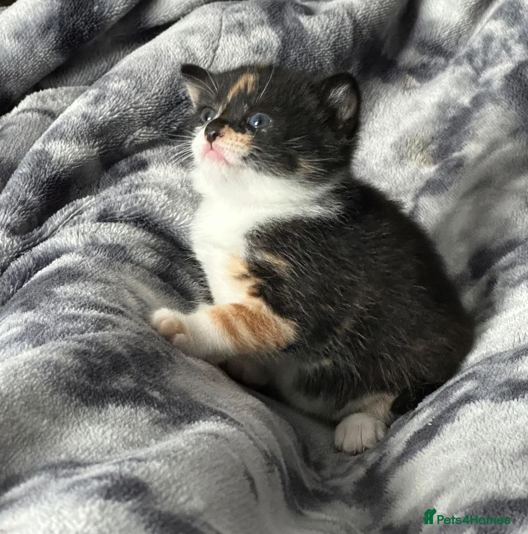 Mixed Breed cats for sale: Turkish Angora x Ragdoll x BLH  - Advert 2