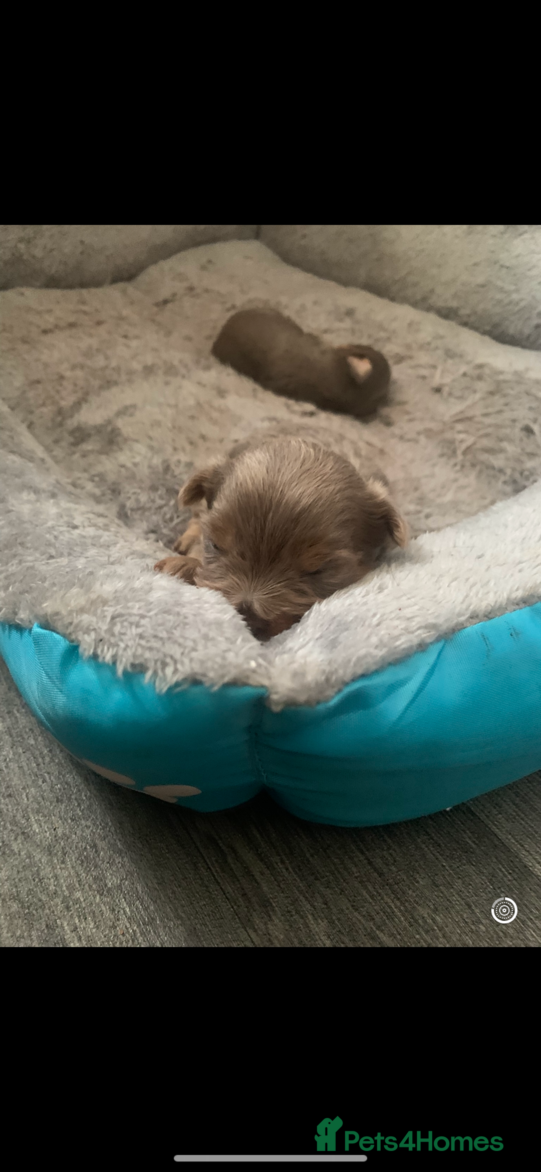 Chorkie dogs for sale: One male puppy left - Advert 5