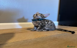 Bengal cats for sale: Ava’s Finest Pure Bengals, THREE Kittens Left. . . in Northampton - Image 16