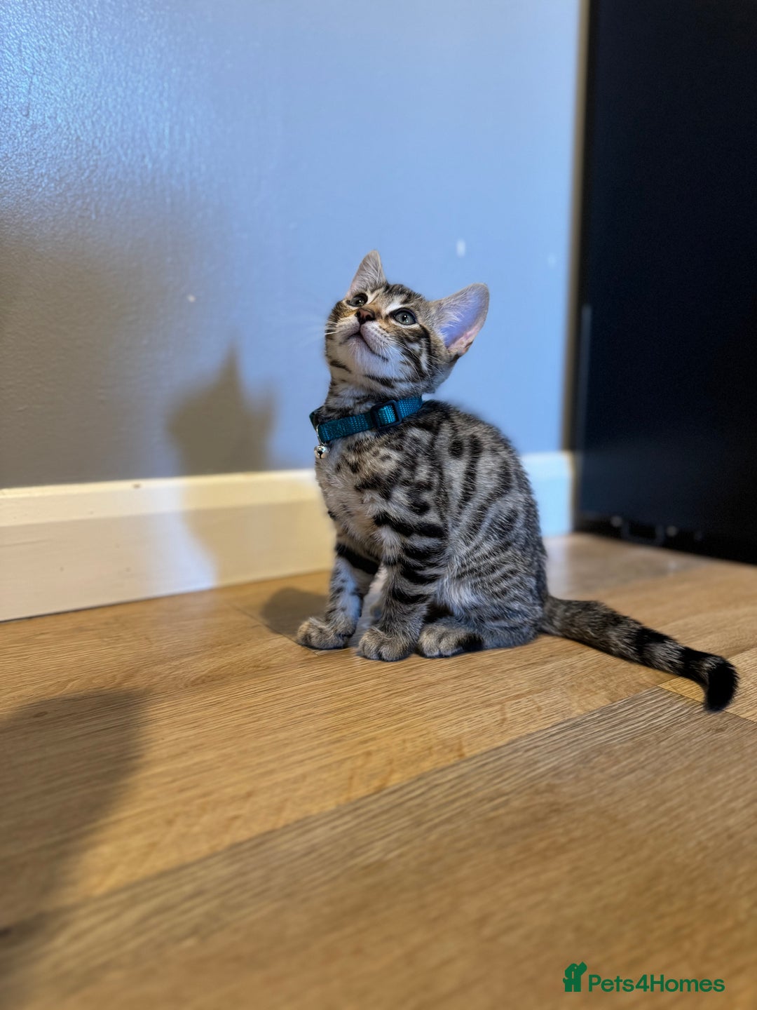 Bengal cats for sale: Ava’s Finest Pure Bengals, THREE Kittens Left. . . in Northampton - Image 16