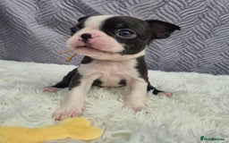 Boston Terrier dogs for sale: Superb litter of boston terriers. - Image 36