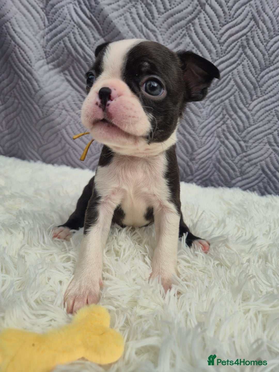 Boston Terrier dogs for sale: Superb litter of boston terriers. - Image 36