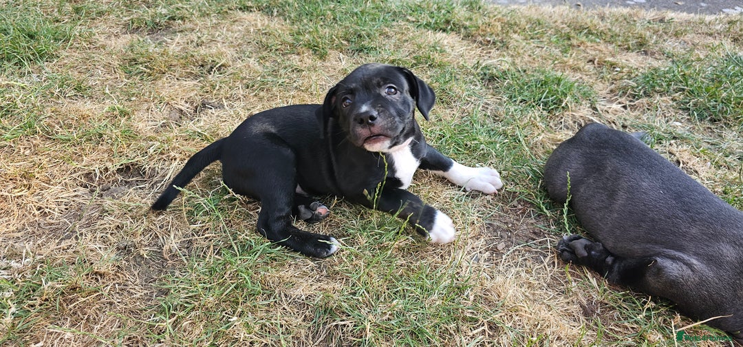 Staffordshire Bull Terrier dogs for sale: Staffordshire bull terrier puppies. - Image 18