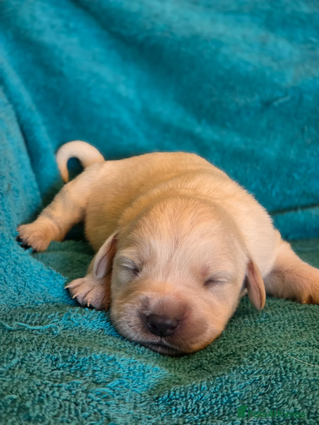 Goldador dogs for sale: 🐾 KC Line Goldador Puppies Ready in April 🐶 - Advert 2