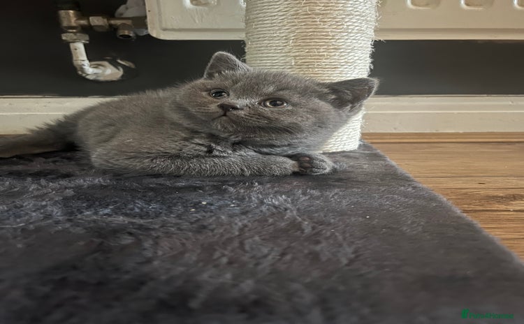 British Shorthair cats - Advert 11