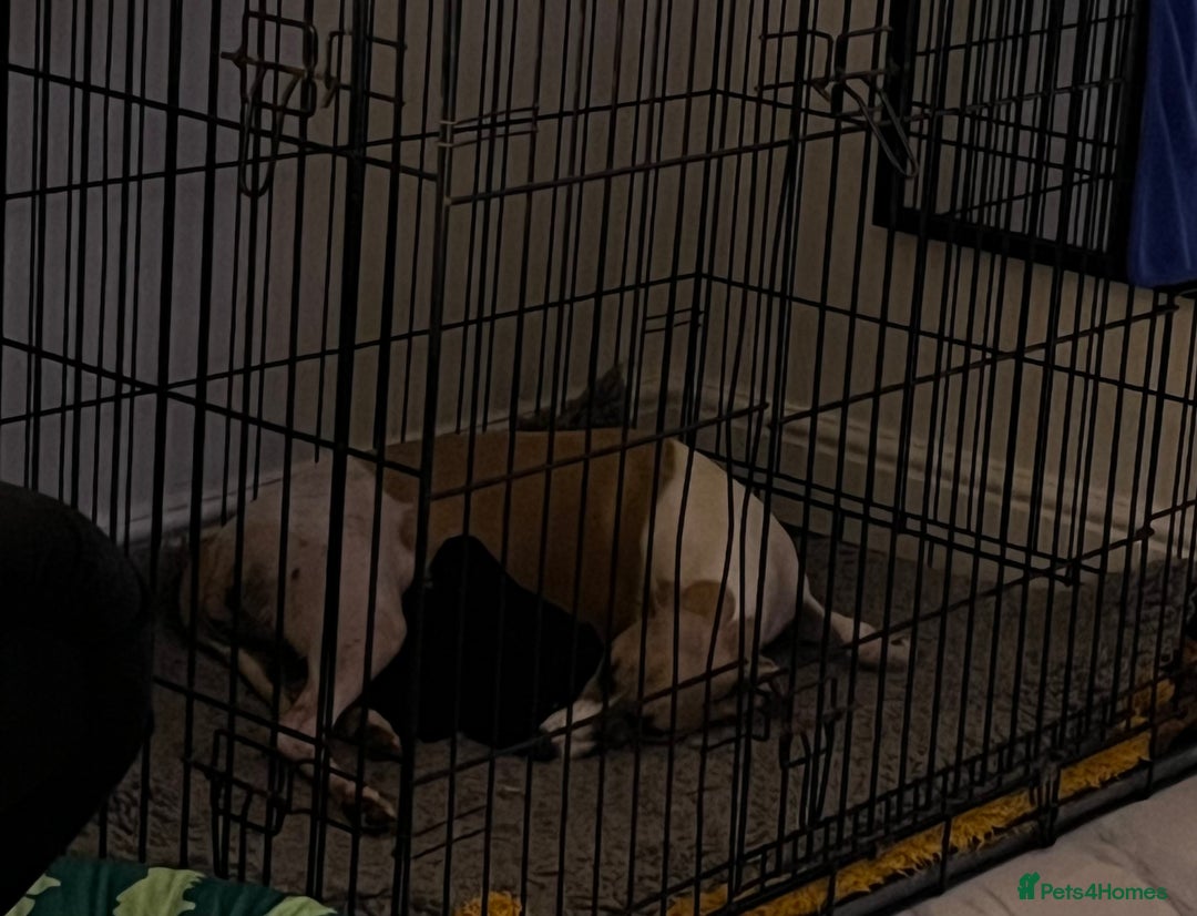 Mixed Breed dogs for sale: F1 whippet x bedlington  - Image 5