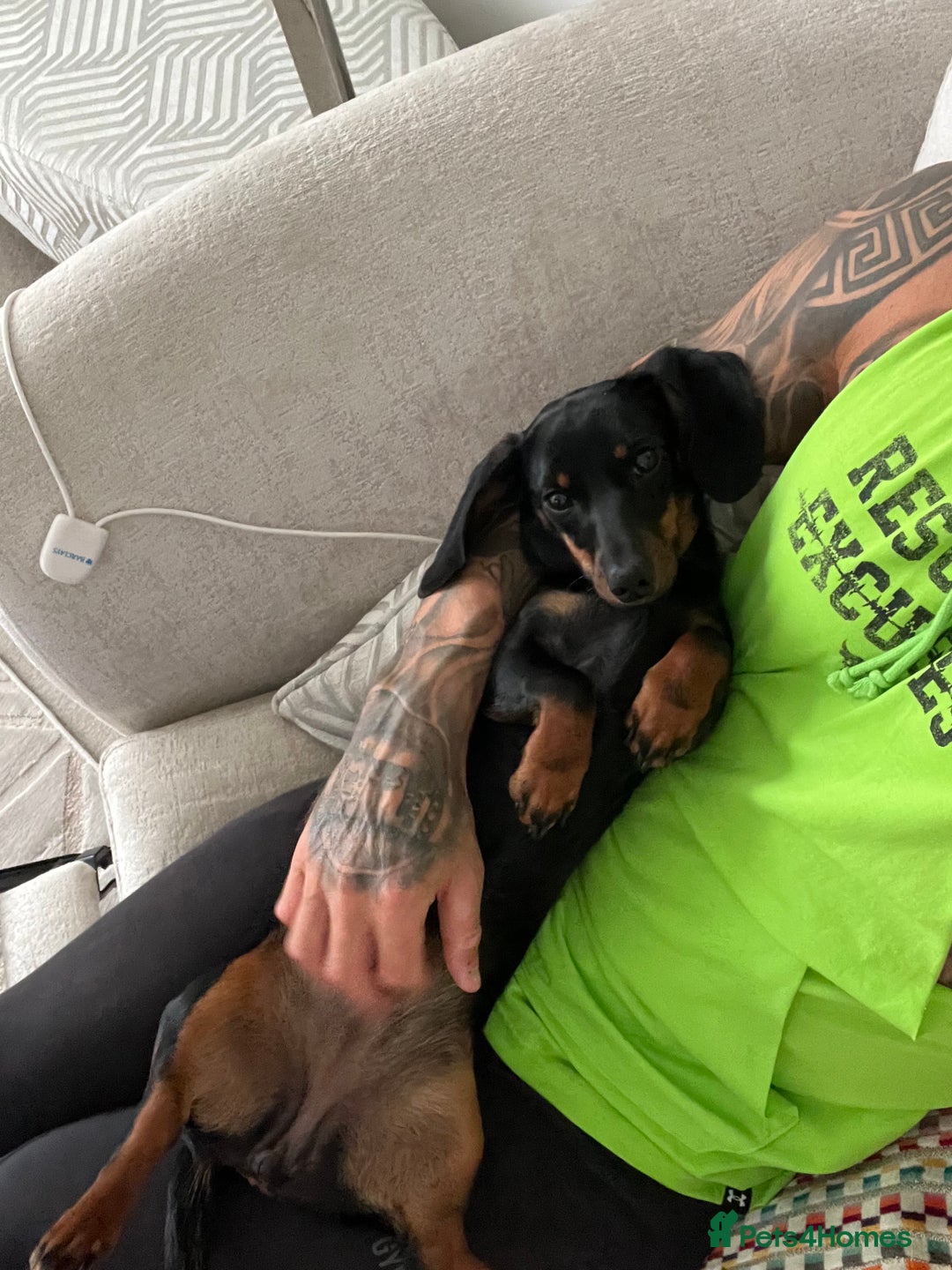 Miniature Dachshund dogs for sale: Mini Dachshund (female) - Image 2