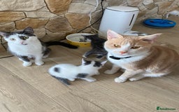 Mixed Breed cats for sale: 2 kittens, boys - Image 3