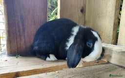 Mini Lop rabbits for sale: Gorgeous Baby Mini Lop for Sale - Image 1