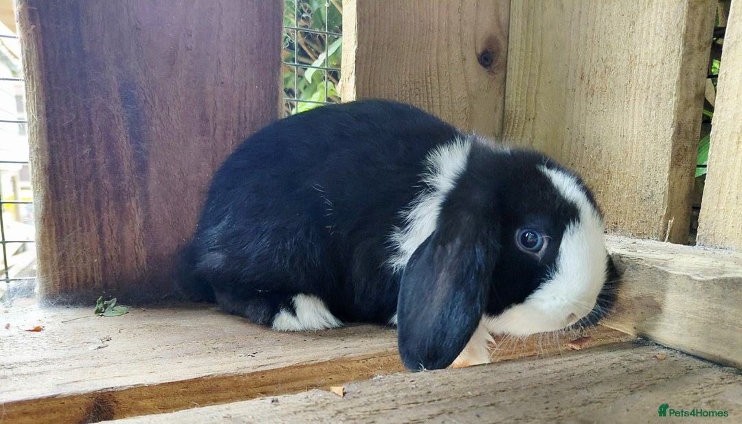 Mini Lop rabbits for sale: Gorgeous Baby Mini Lop for Sale - Image 1