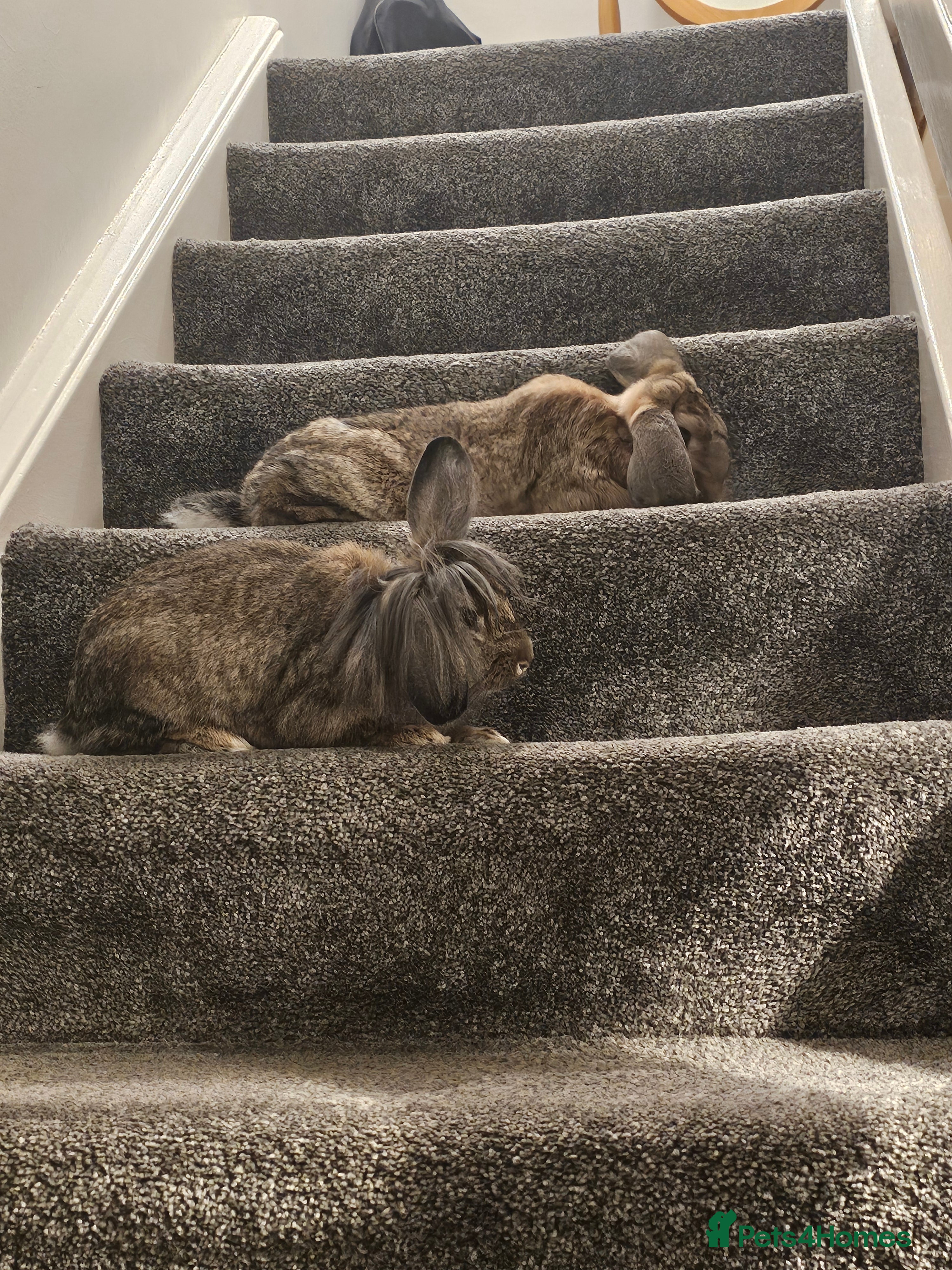 French Lop rabbits 2 beautiful natured lops free to a good home - Advert 1