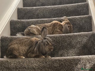 French Lop rabbits 2 beautiful natured lops free to a good home - Advert 2