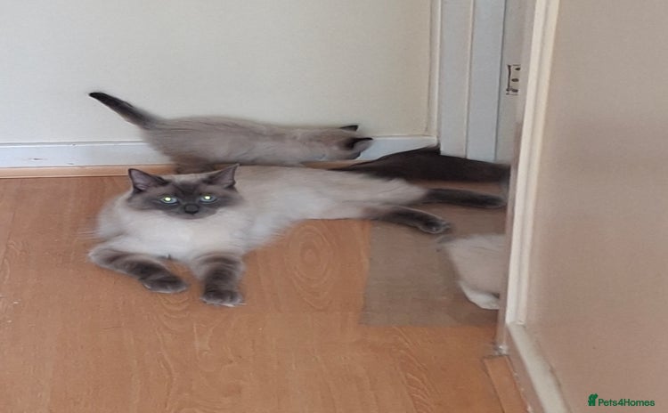 Ragdoll cats - Advert 3