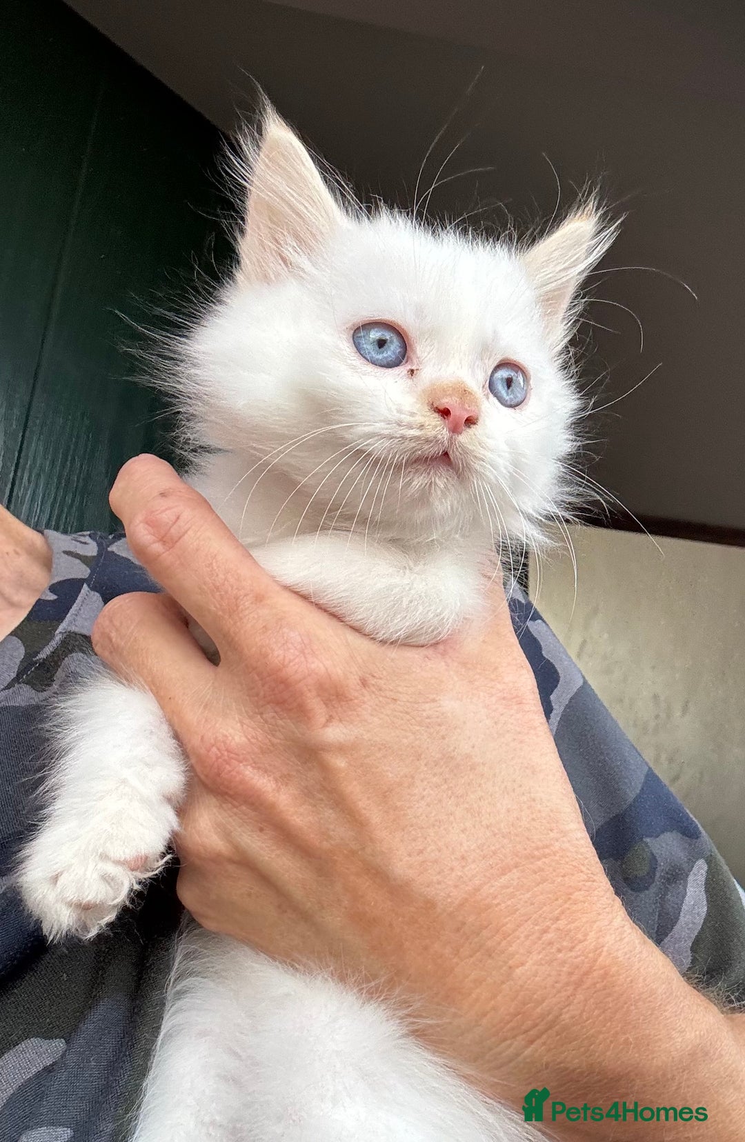 Mixed Breed cats for sale: Persian cross Ragdoll kittens real stunners - Image 4