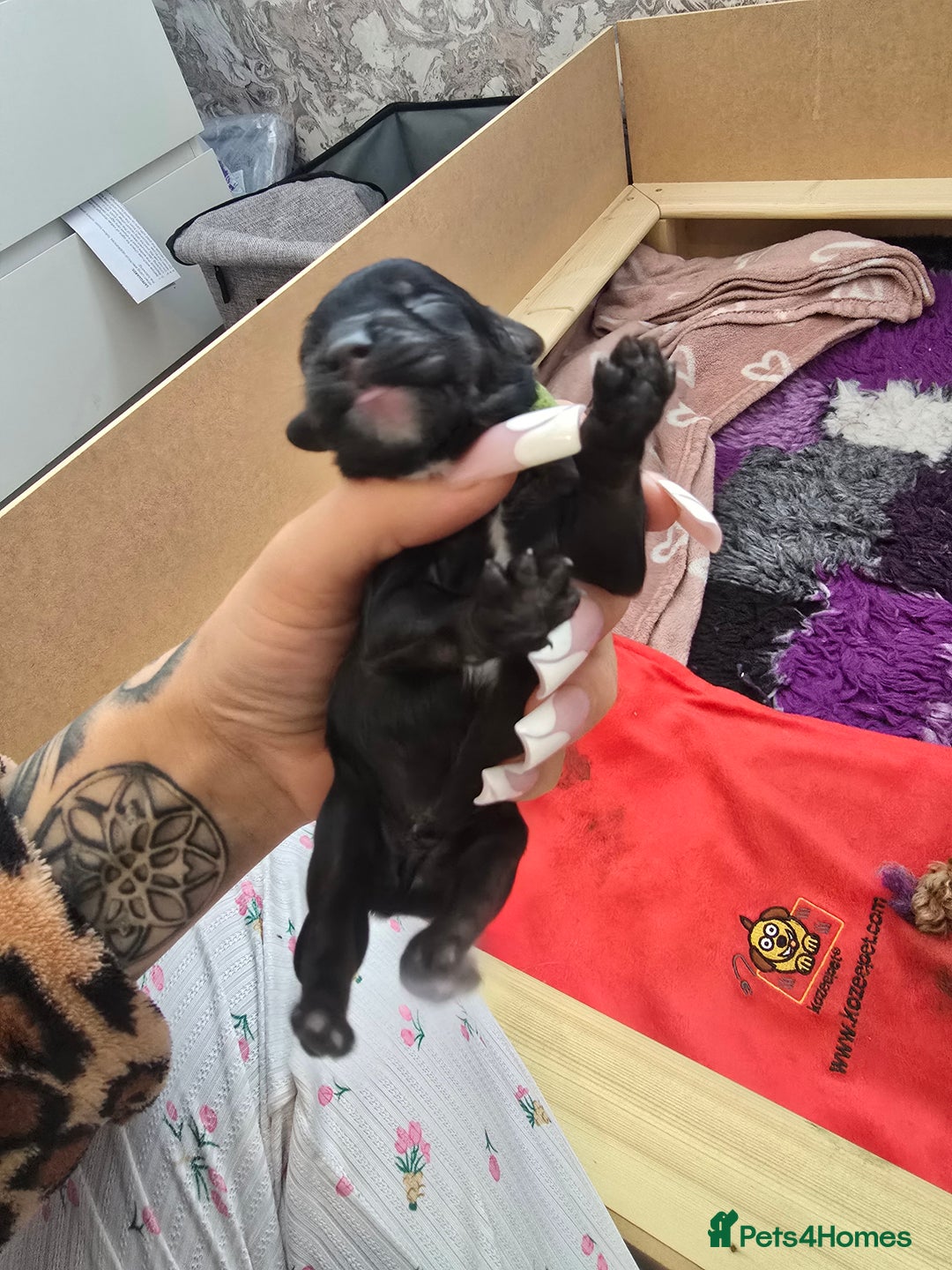Cockapoo dogs for sale: American Cockapoo Puppies - Image 10