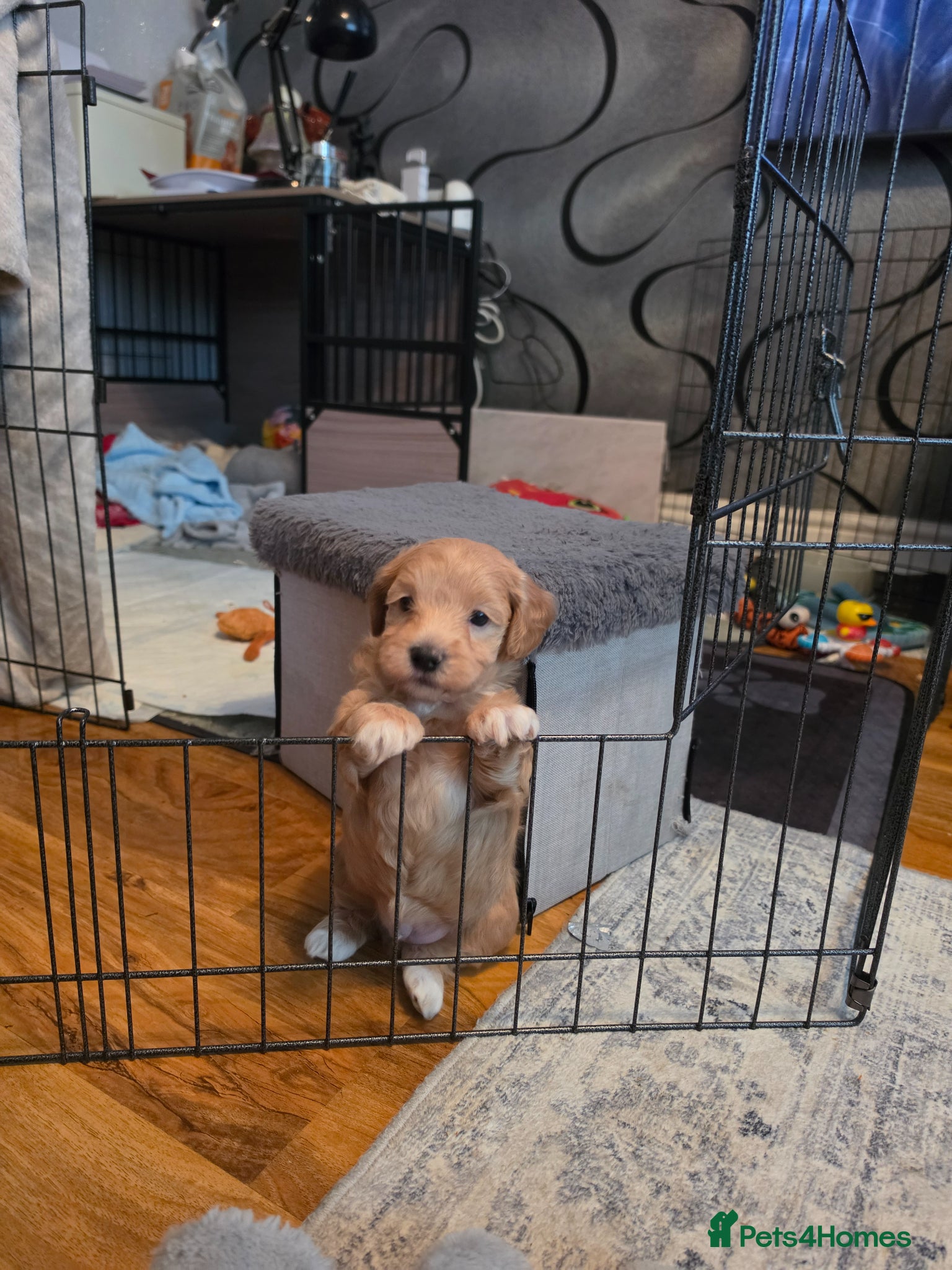 Maltipoo dogs Gorgeous f2 maltipoo puppies  - Advert 4