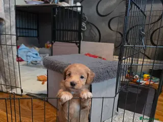 Maltipoo dogs Gorgeous f2 maltipoo puppies - Advert 4