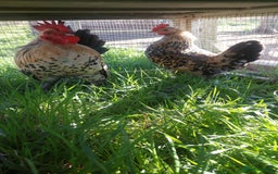 Chickens poultry for sale: Day old chicks / hatching eggs Brahma sussex Pekin - Image 4