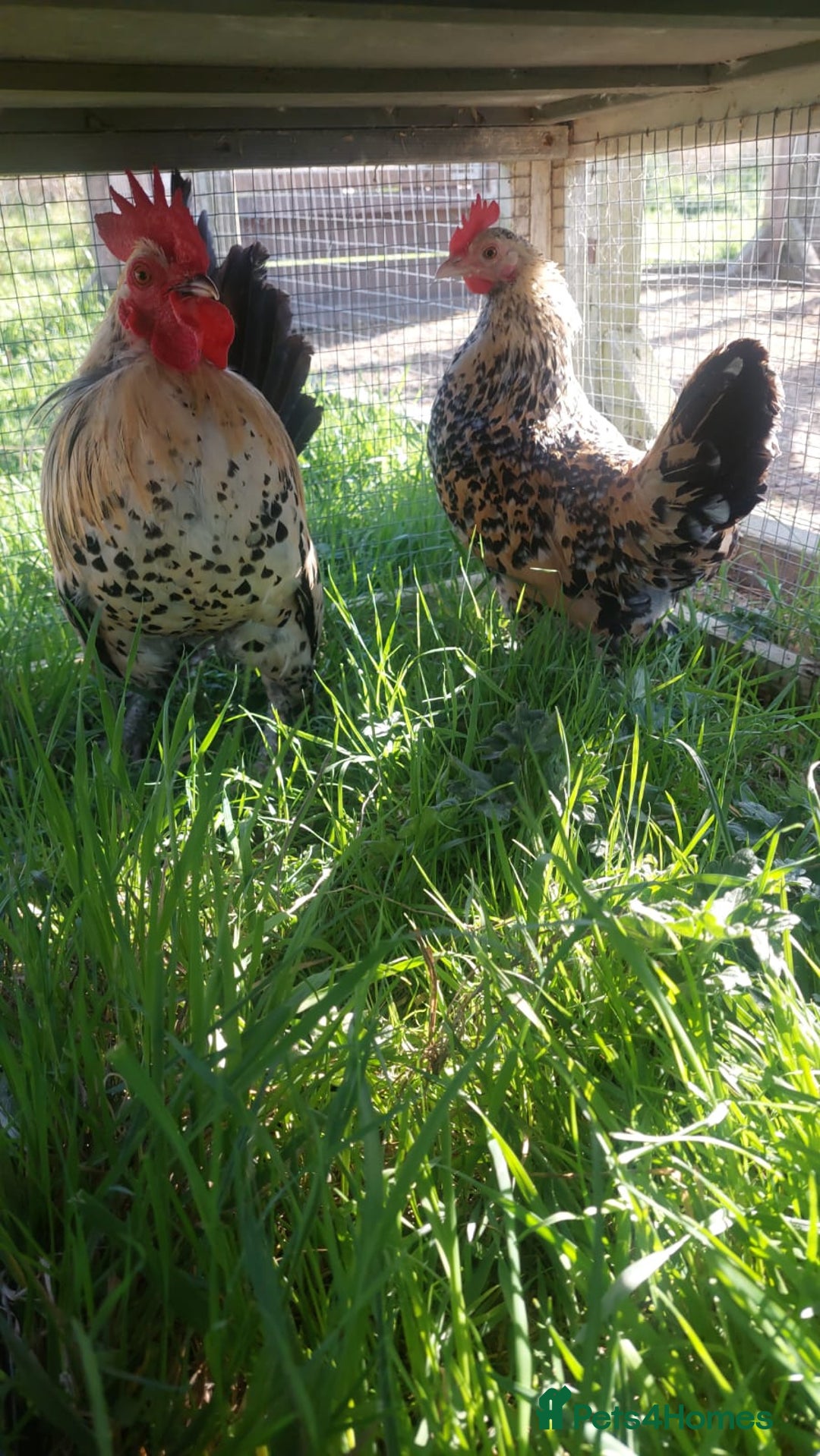 Chickens poultry for sale: Day old chicks / hatching eggs Brahma sussex Pekin - Image 4