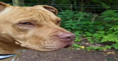 Mixed Breed dogs Loving Dog Looking for a Forever Home! - Advert 14