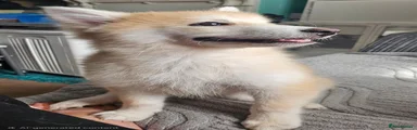 Pomsky 1