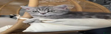 Scottish Fold 1 Grey tabby 