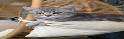 Scottish Fold cats for sale: Scottish Fold class & chinchilla Kittens Available - Advert 24