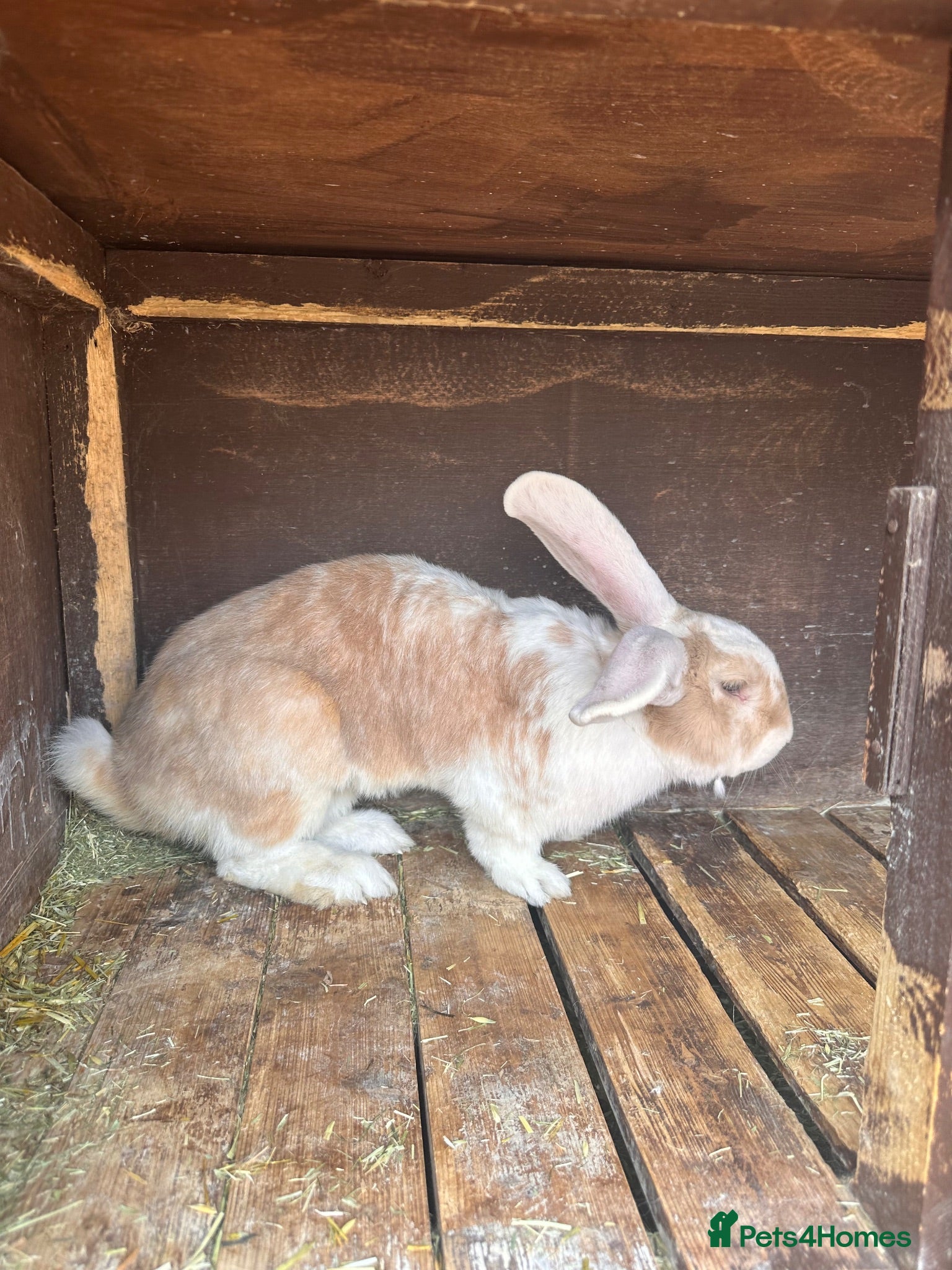 Continental Giant rabbits One Continental Giant and One New Zealand White   - Advert 2