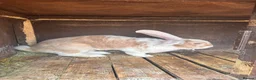 Continental Giant rabbits for sale: One Continental Giant and One New Zealand White   - Advert 2
