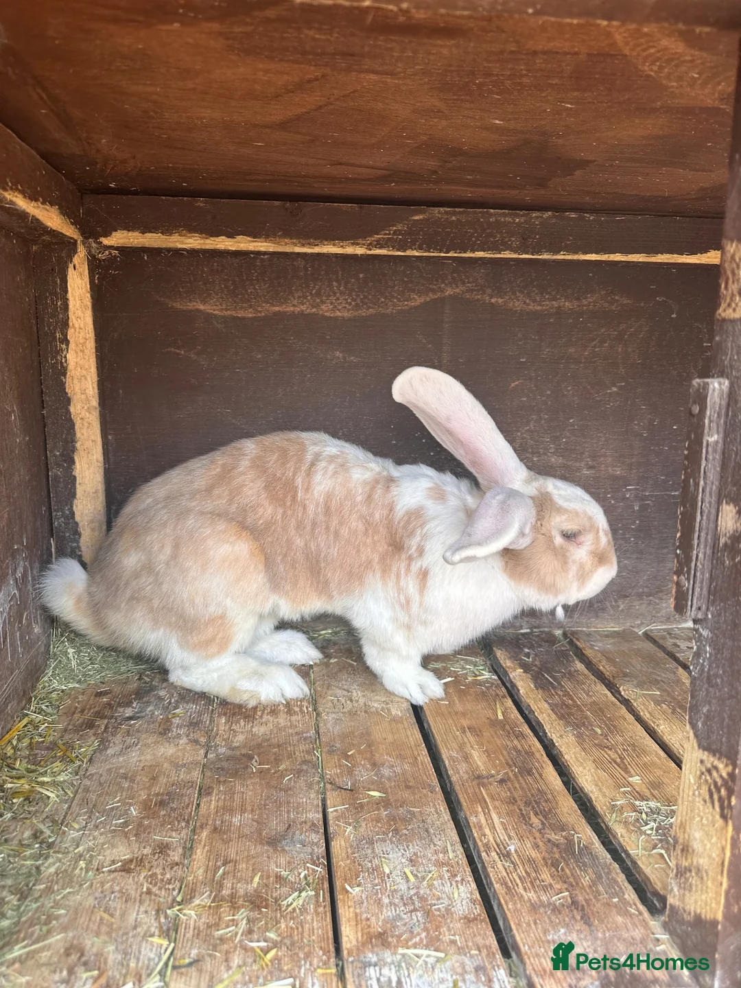 Continental Giant rabbits for sale: One Continental Giant and One New Zealand White   - Advert 2
