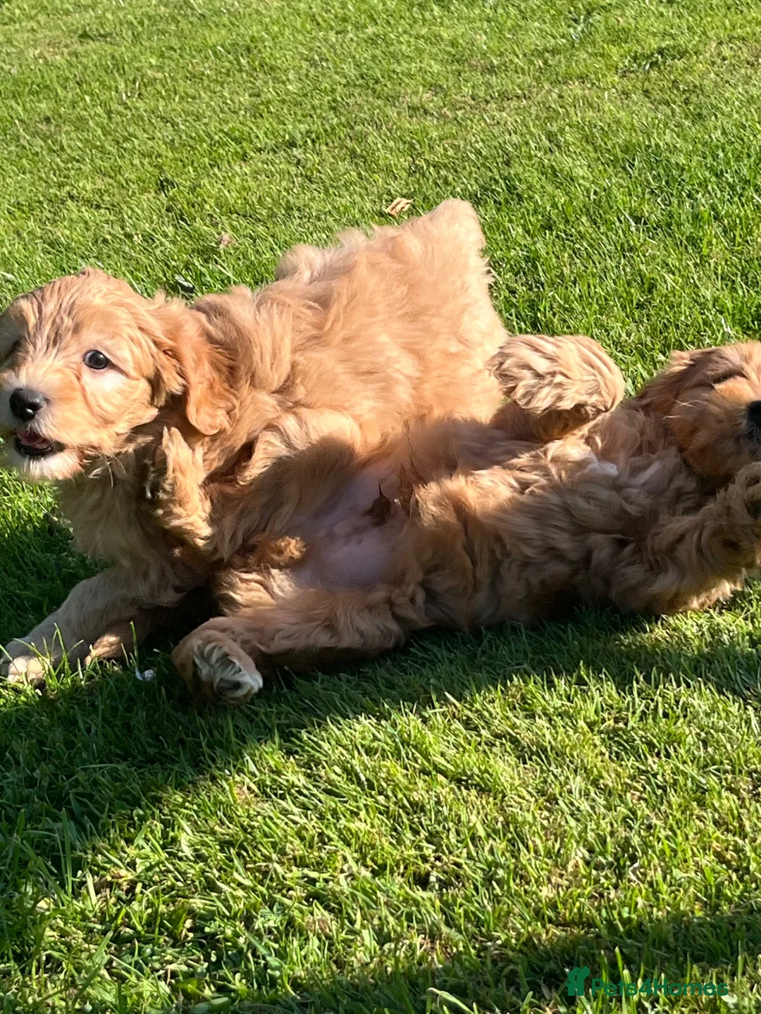 Labradoodle dogs for sale: Gorgeous healthy vet checked labradoodle puppies - Advert 2