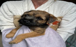 Border Terrier dogs for sale: Border Terrier Puppies for Sale - Image 2