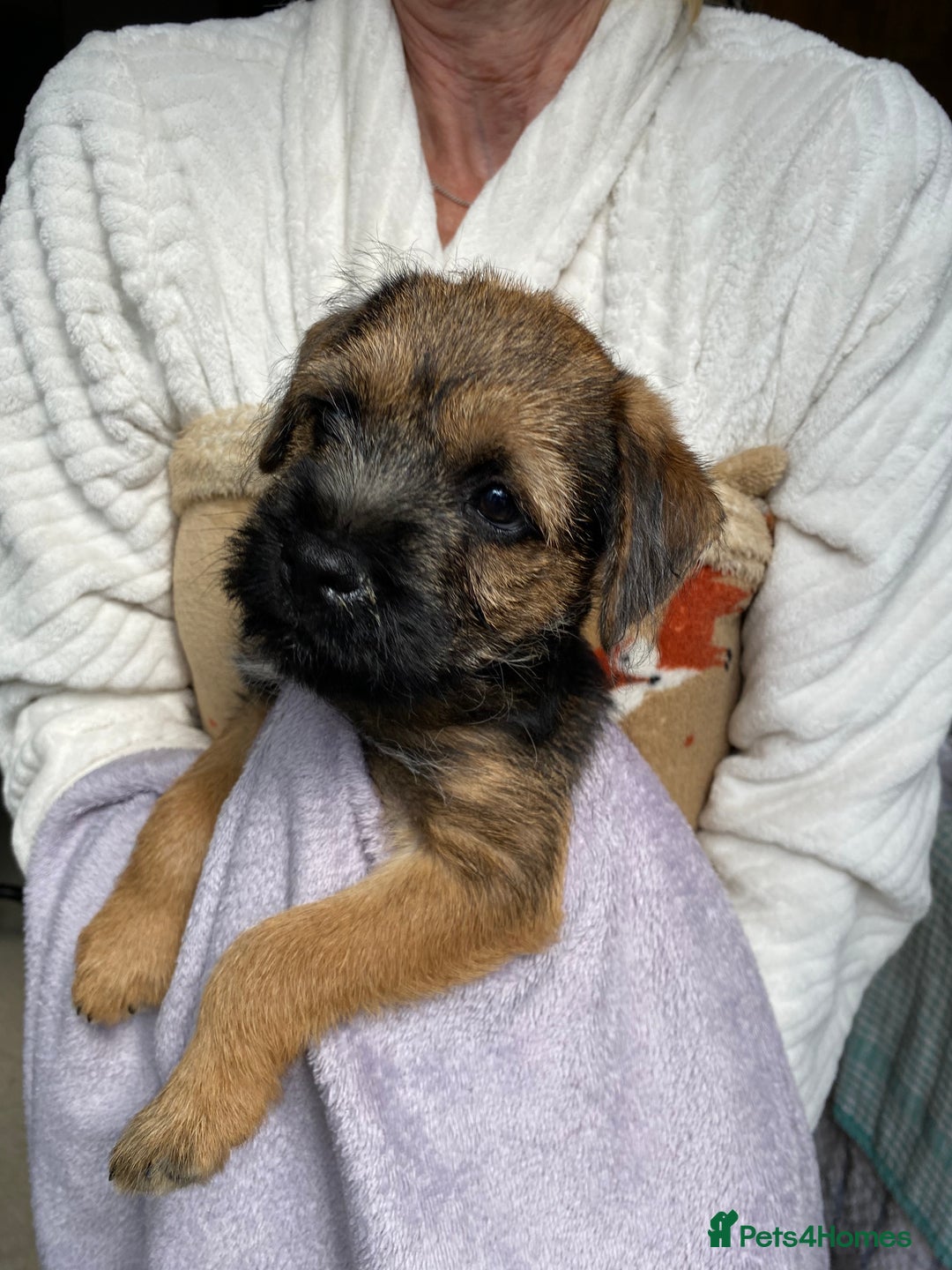 Border Terrier dogs for sale: Border Terrier Puppies for Sale - Image 2
