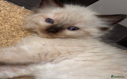 Ragdoll cats for sale: Purebred Ragdoll Kittens (TICA REG PARENTS) - Image 28