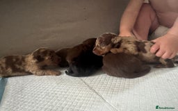 Miniature Dachshund dogs for sale: REDUCED Miniature dachshund Last Two available  in Hook - Image 13