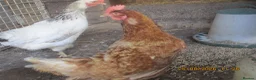 Hens poultry for sale: chicken - Advert 2