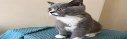 British Shorthair cats for sale: Gorgeous GCCF British Shorthair Kittens ❤️ Ready  - Advert 3
