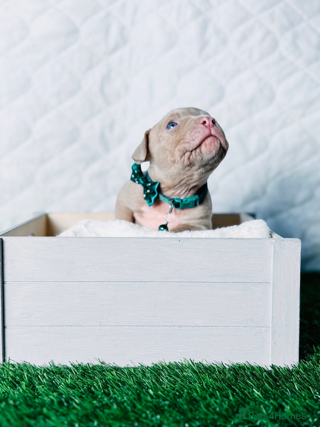 American Bully dogs for sale:  Bully x Staffie pups (2 Boys left) - Advert 31