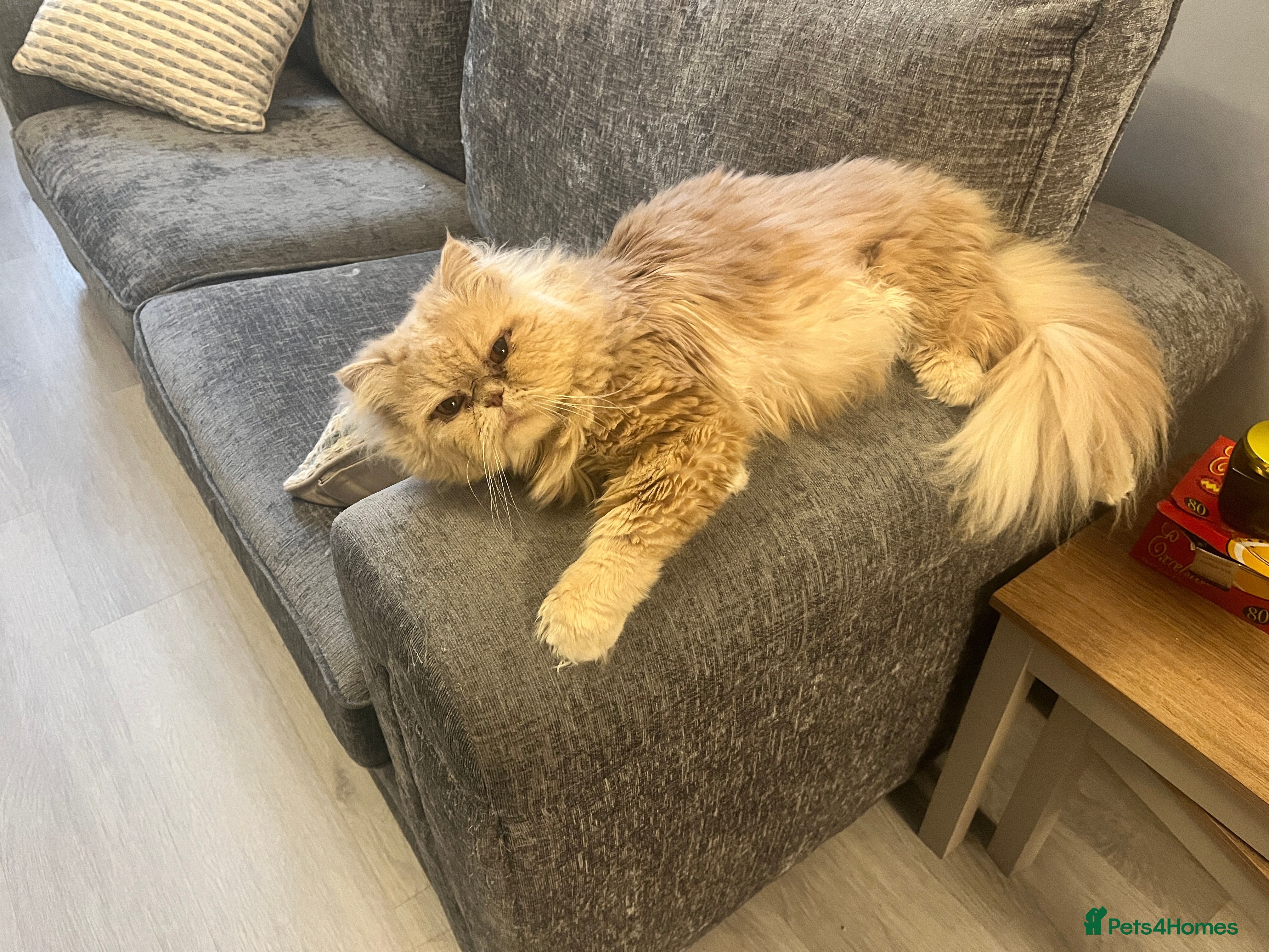 Persian cats Male Persian for sale - Advert 18