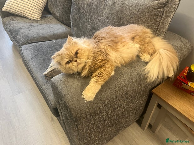 Persian cats Male Persian for sale - Advert 1