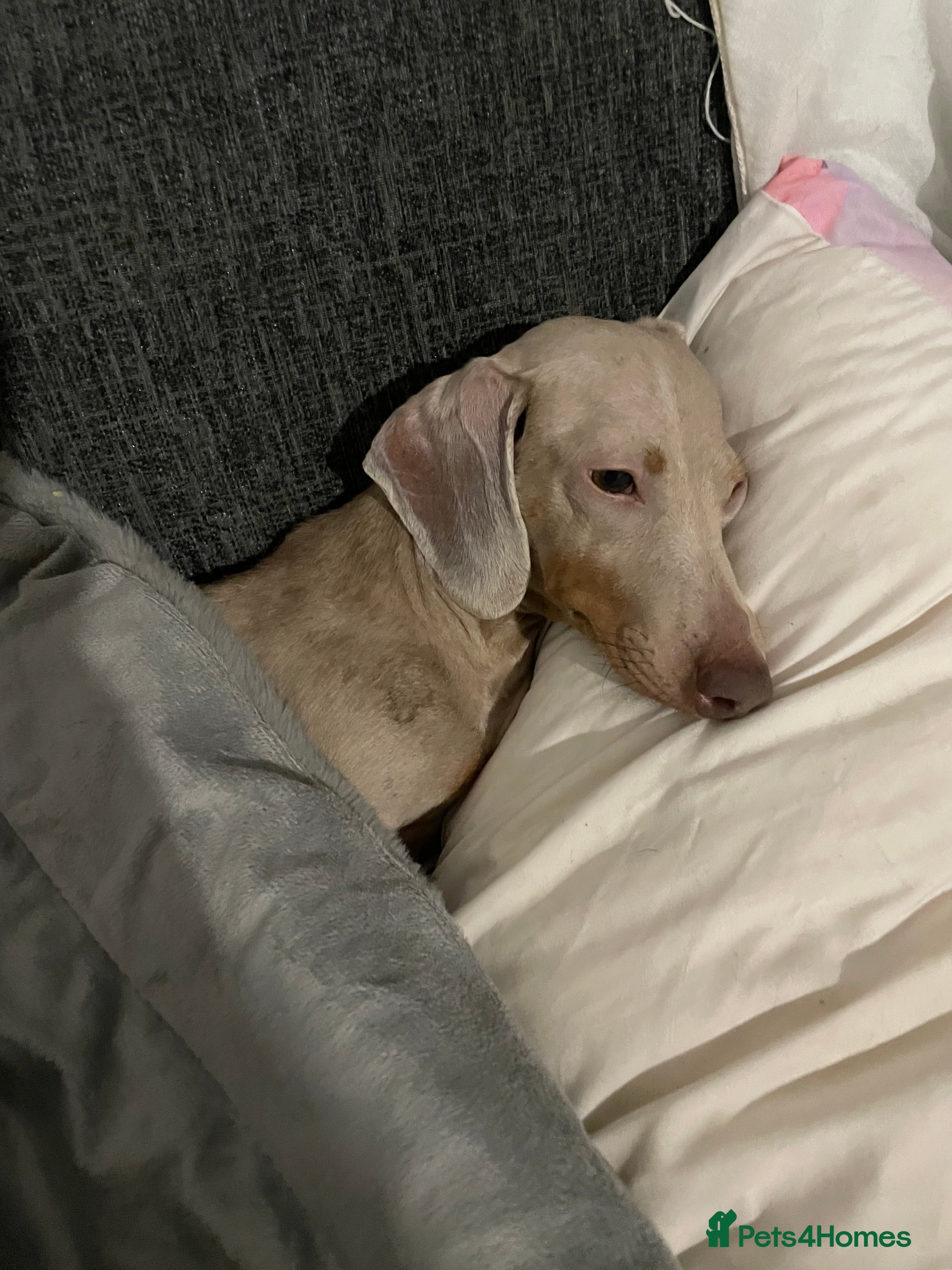 Dachshund dogs 4 year old female dachshund - Advert 3