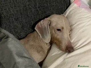 Dachshund dogs 4 year old female dachshund - Advert 3